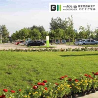 一然生物那曲益生菌OEM进口酸奶发酵剂牌子